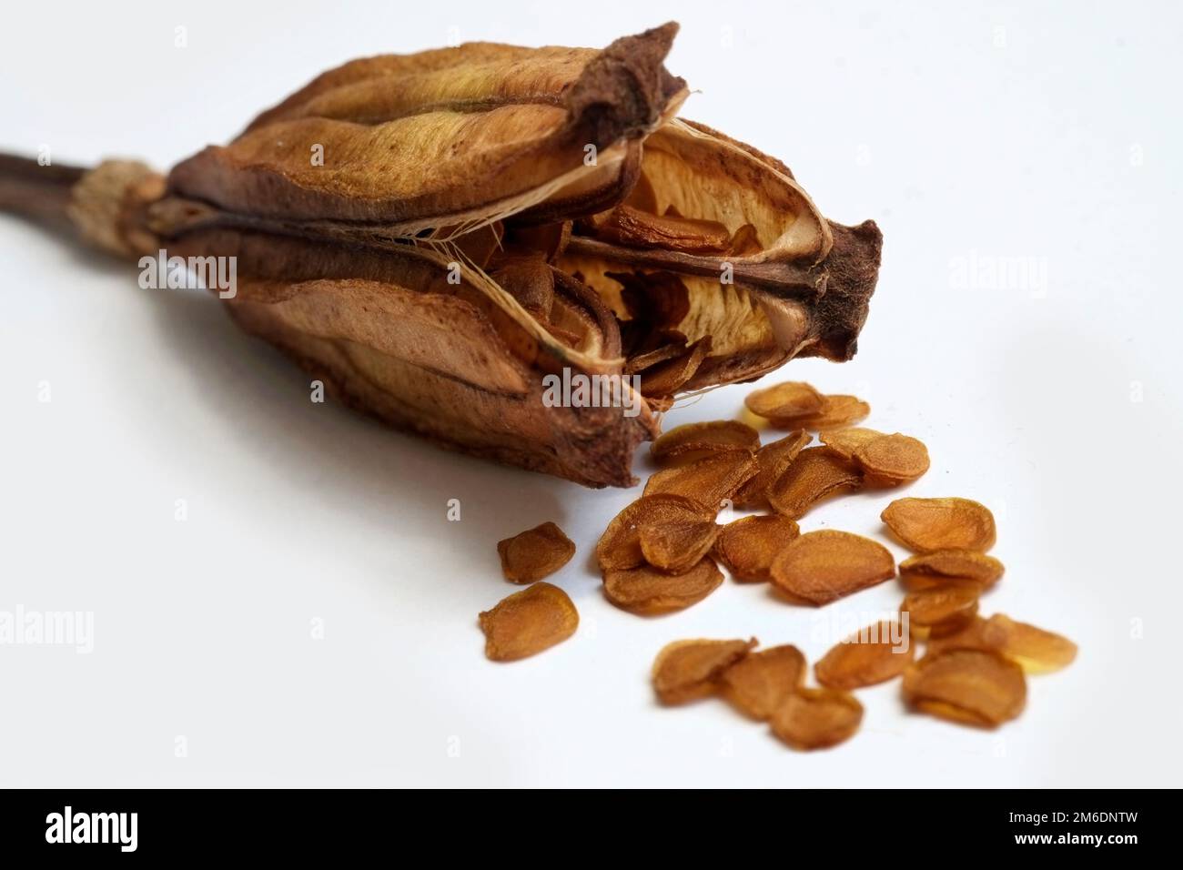 Seed capsule of a lily Stock Photo - Alamy