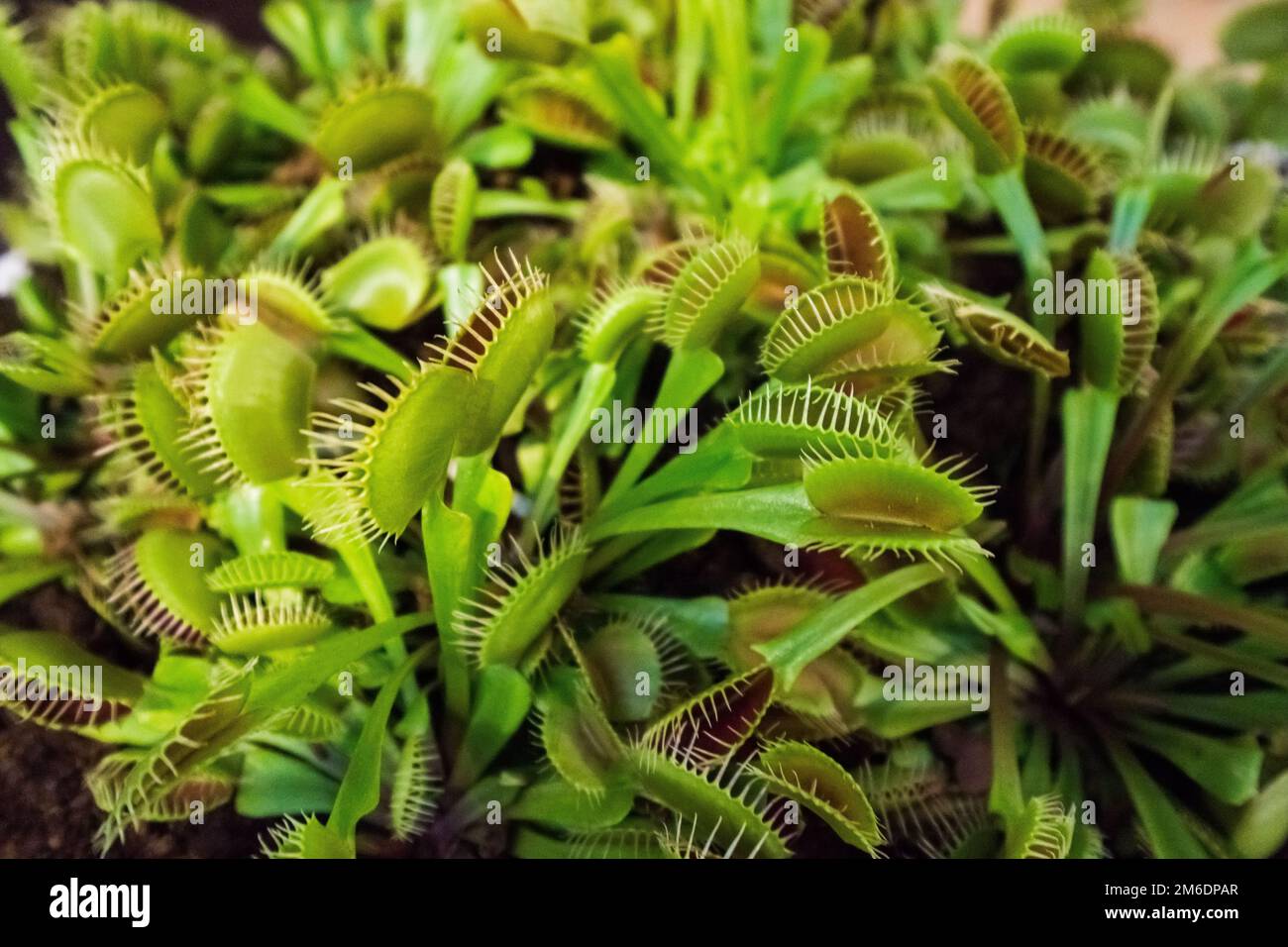 Pillow of green carnivorous venus trap plant Stock Photo Alamy