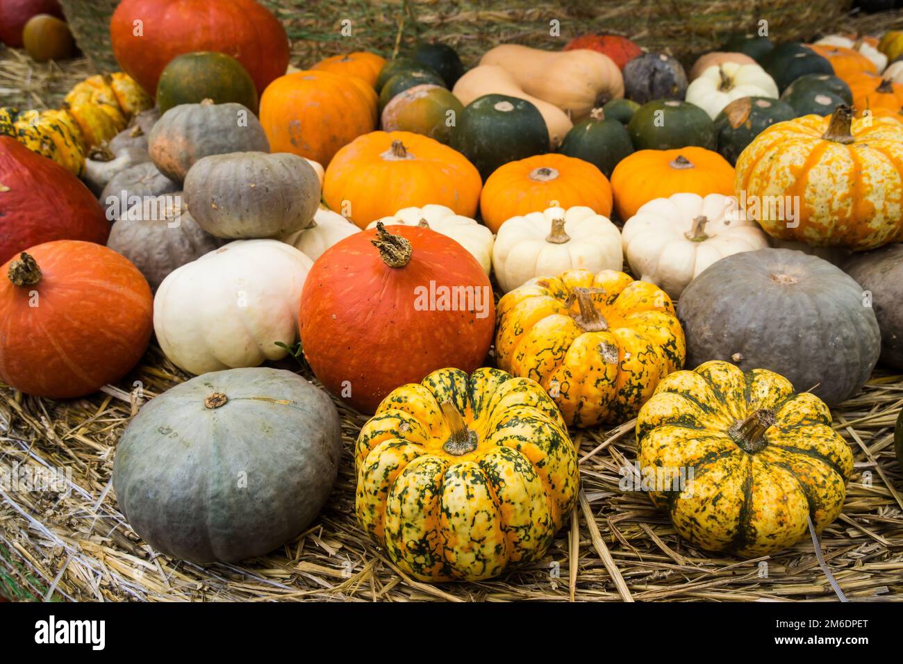 Halloween pumpkin farm event in germany Stock Photo