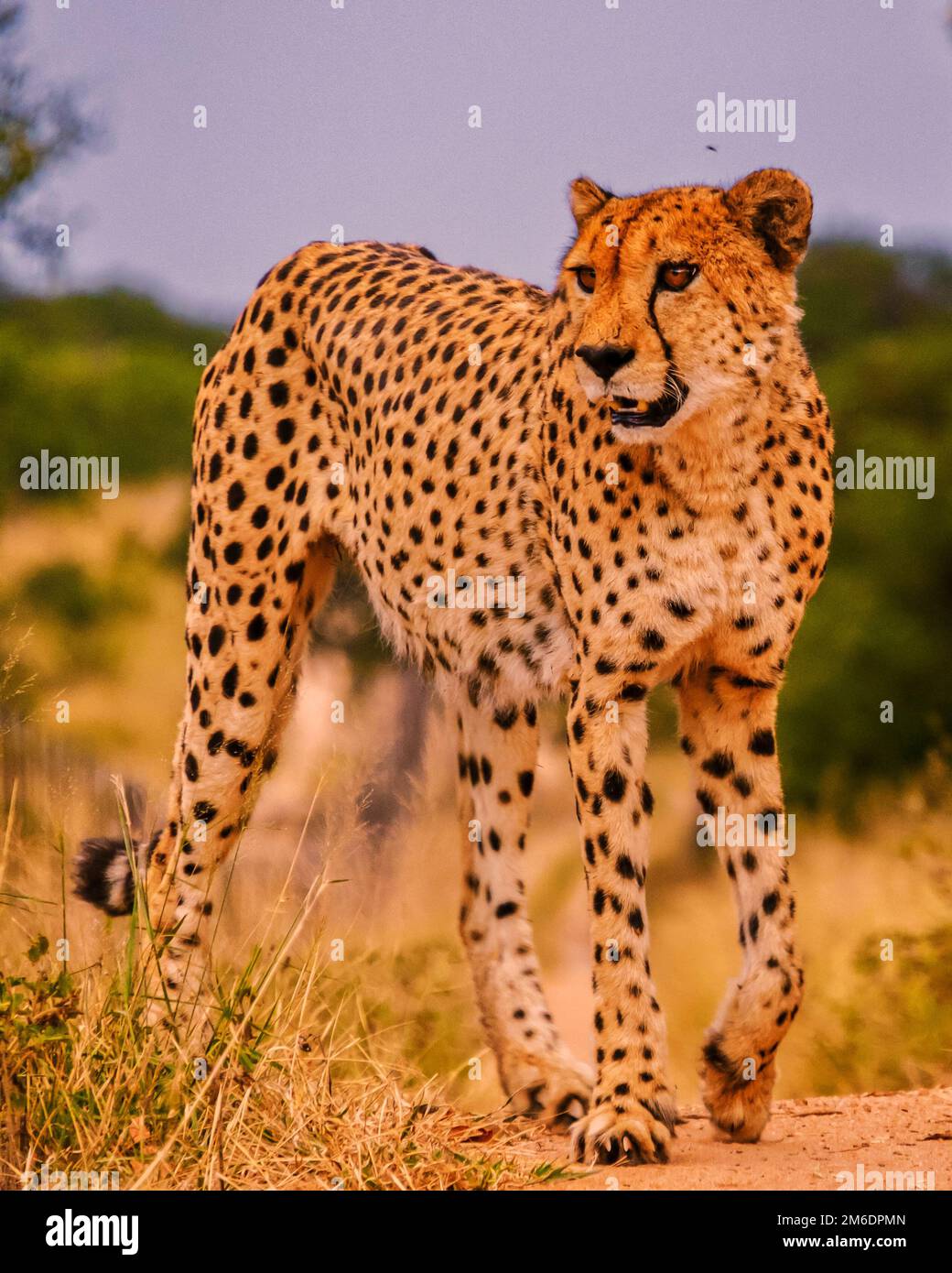 Cheetah wild animal in Kruger National Park South Africa, Cheetah on