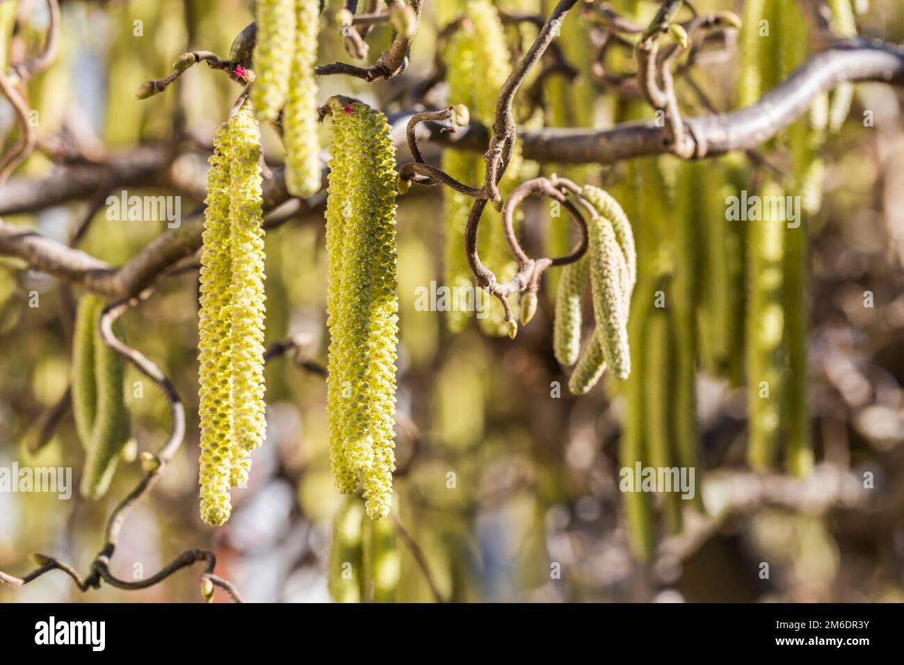 Male catkins on common hazel Stock Photo