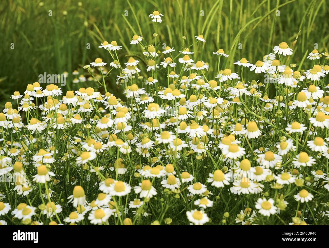 Glade with blooming chamomile pharmacy on a green lawn. Stock Photo