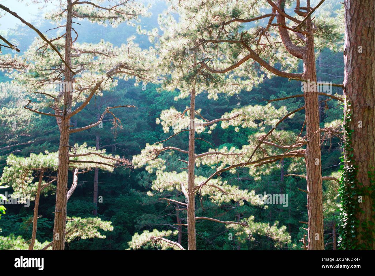 Spruce forest sun rays hi-res stock photography and images - Alamy