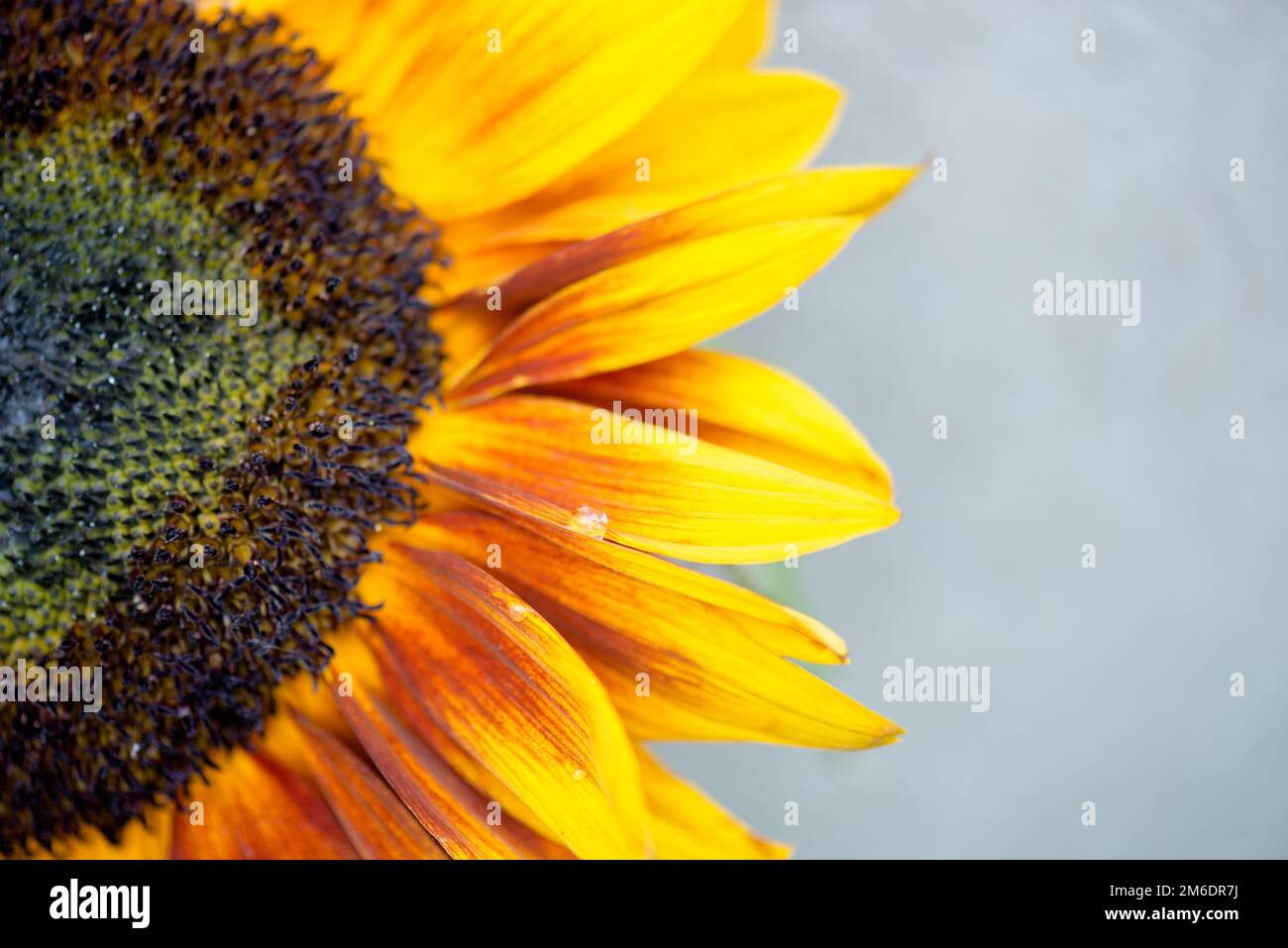Macro shot of blooming sunflower with copy space Stock Photo - Alamy