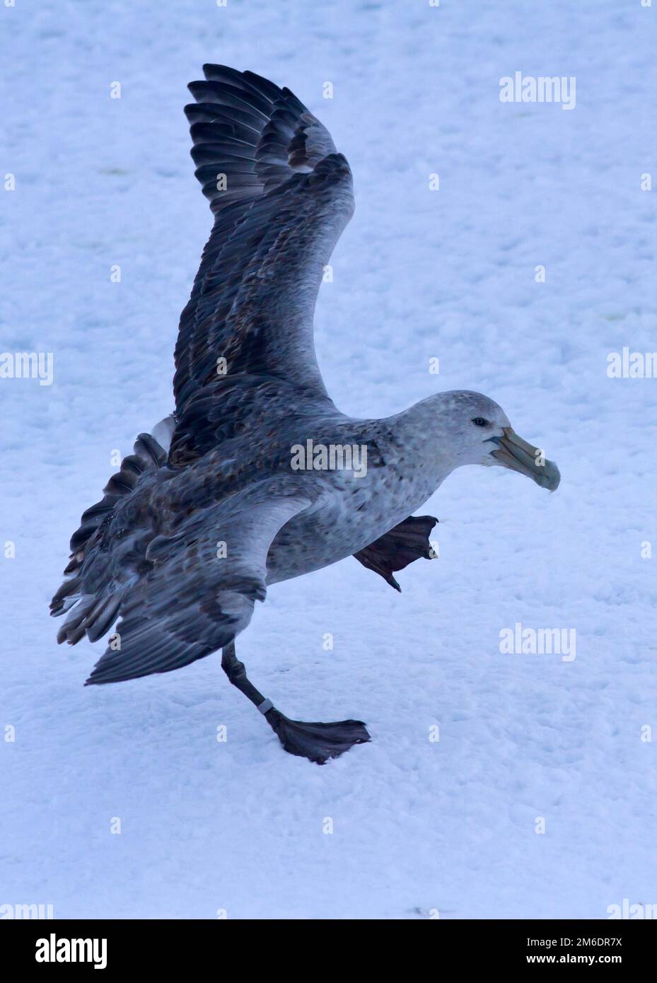 Southern giant petrel during landing on ice Stock Photo