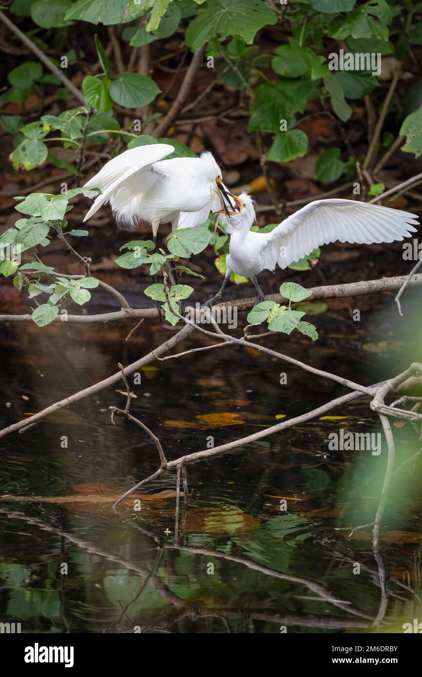 Adult Little Egret loading fresh fish into the wide gaping bill of a hungry Egret chick at Macintosh Park in Surfers Paradise, Australia. Stock Photo