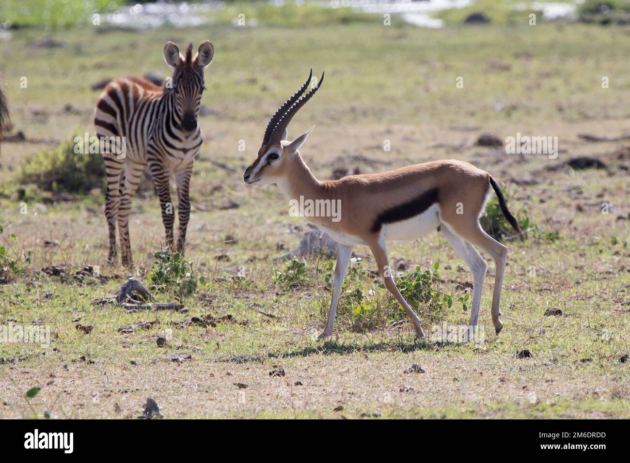 Thompsons Gazelle Male Walking Across The Dry Savannah Stock Photo - Alamy