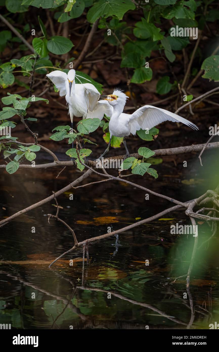 Adult Little Egret loading fresh fish into the wide gaping bill of a hungry Egret chick at Macintosh Park in Surfers Paradise, Australia. Stock Photo