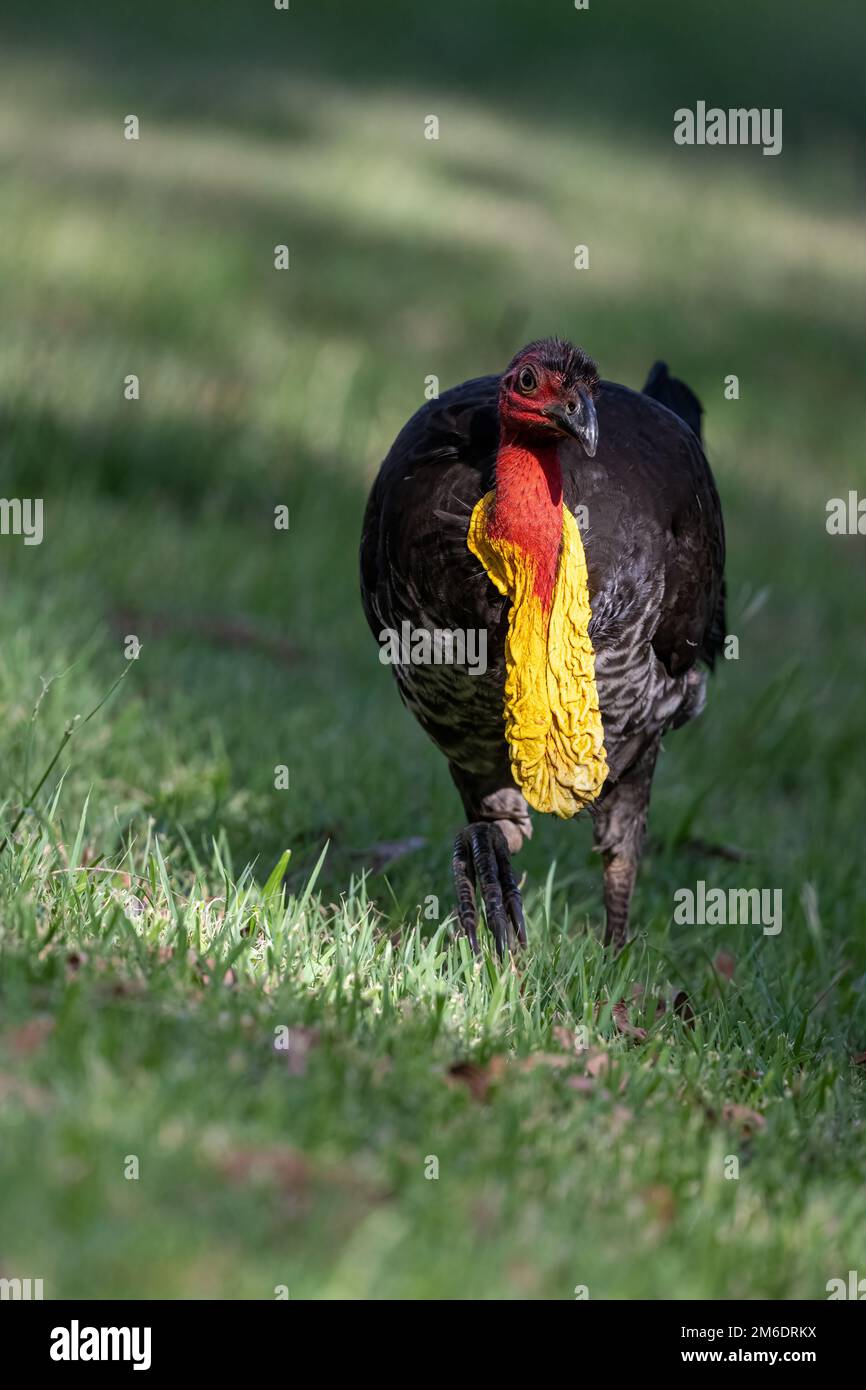 A colorful, male Australian Brushturkey forging along an open grassy field looking for breakfast at Macintosh Park, Surfers Paradise in Australia. Stock Photo