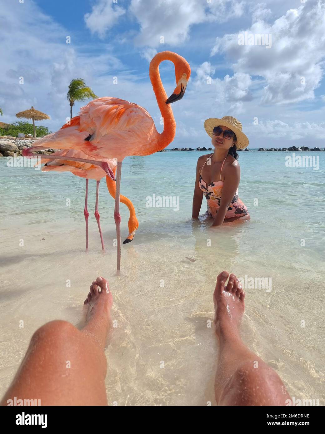 Flamingos on beach in aruba hi-res stock photography and images - Alamy