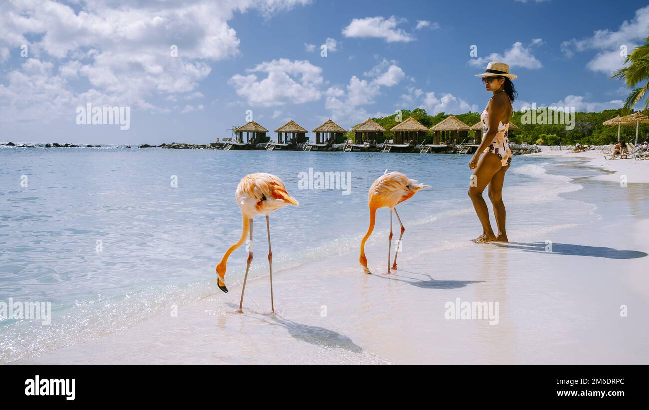 Aruba beach with pink flamingos at the beach, flamingo at the beach in ...