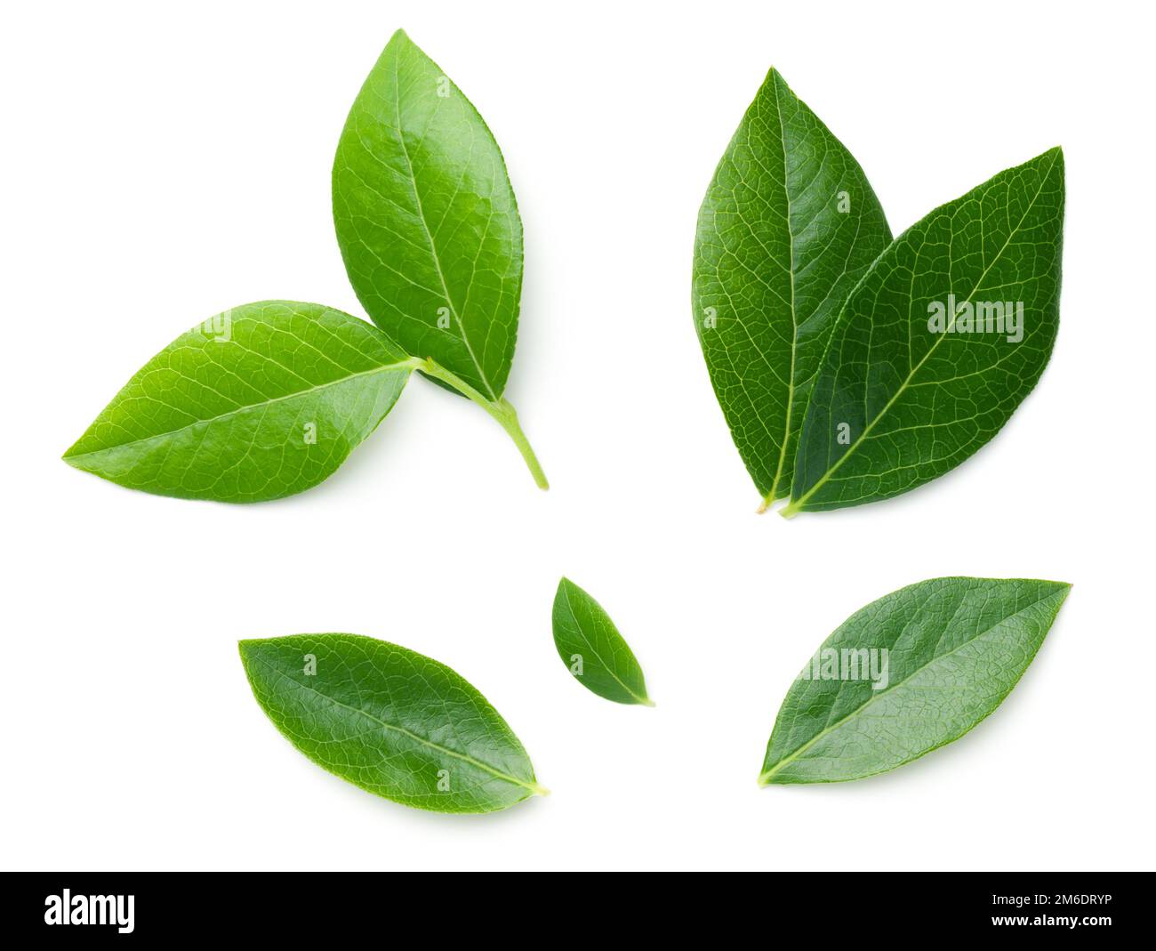 Blueberry Leaves Isolated On White Background Stock Photo