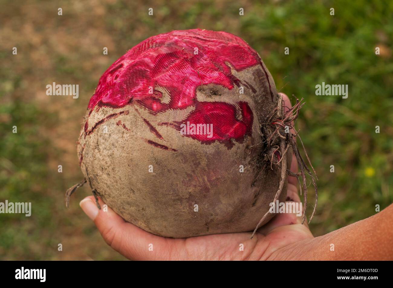 Hand holding half peeled big whole beetroot closeup Stock Photo