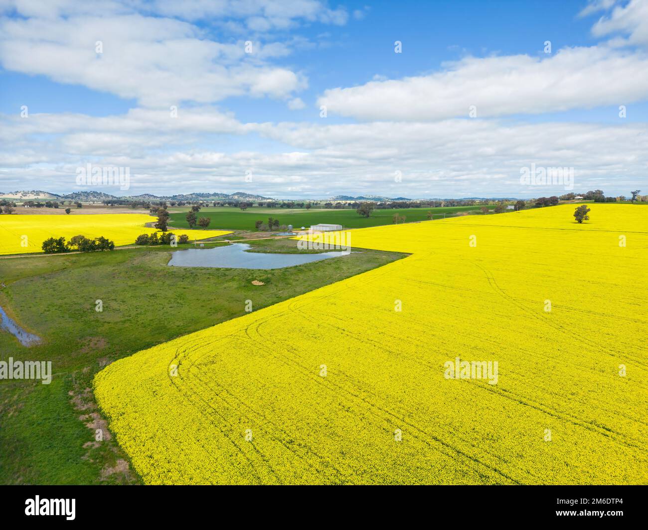 Aerial views of fields of canola and grazing paddocks during early