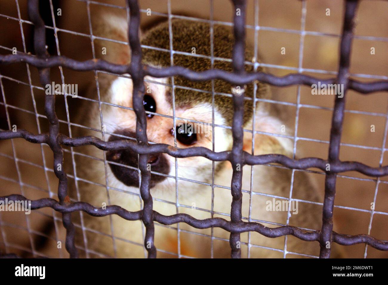 Poor eyes of the little monkey in a cage. Problems of wildlife trafficking. Stock Photo