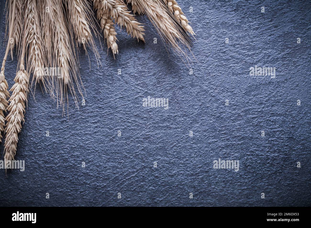 Golden wheat and rye ears on black background Stock Photo - Alamy