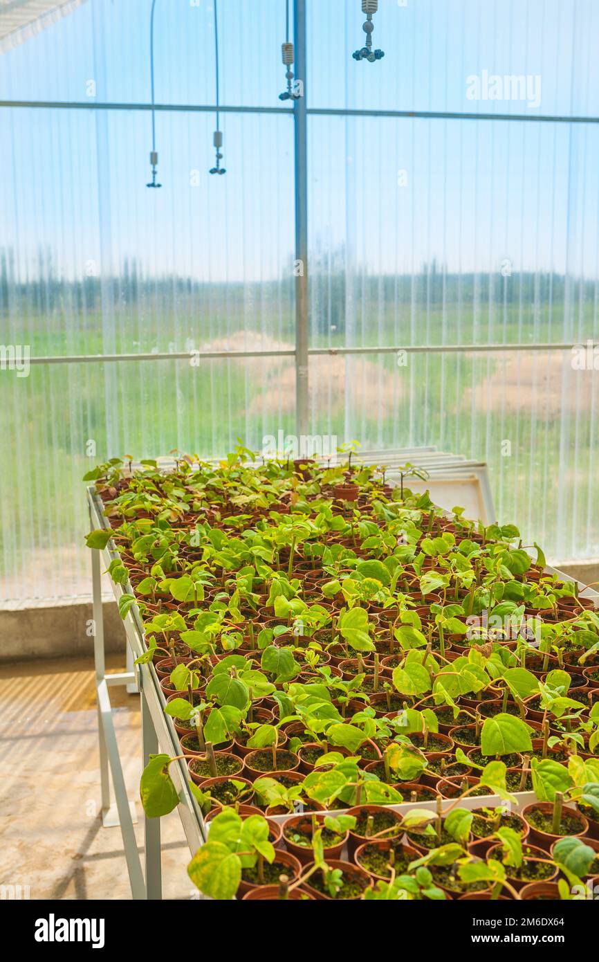 growing seedlings in greenhouse Stock Photo Alamy