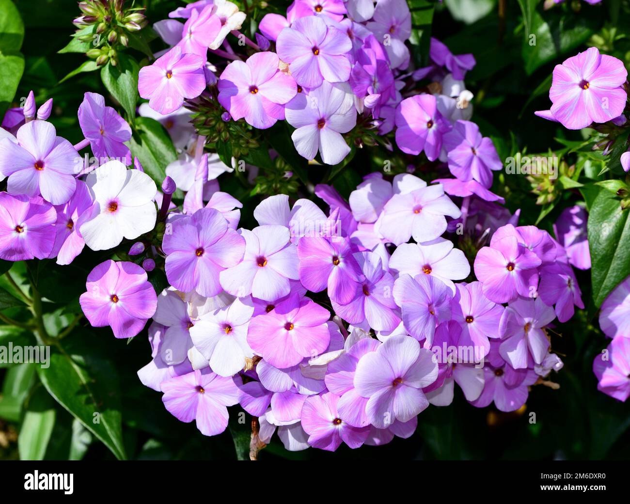 A top view of a pink Phlox paniculata flower plant Stock Photo