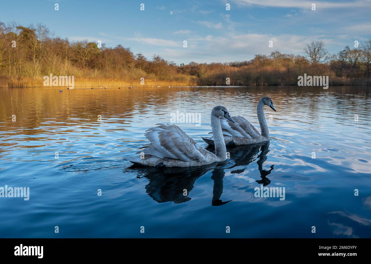 A pair of Juvenile Mute Swans Cygnus olor swimming and feeding on Selbrigg Pond North Norfolk, UK Stock Photo