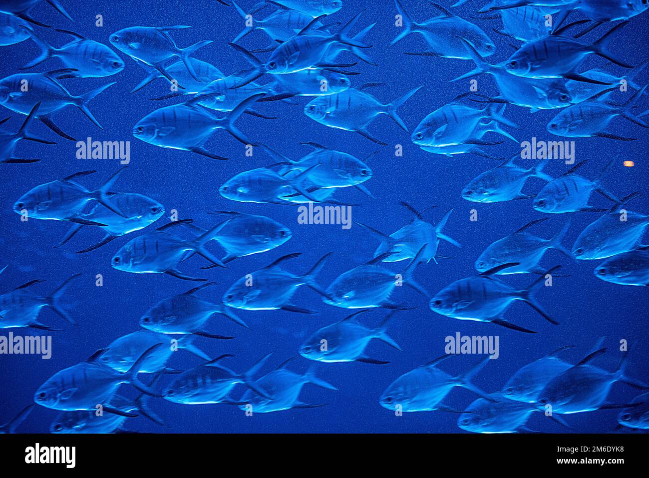 Fishes in aquarium Stock Photo