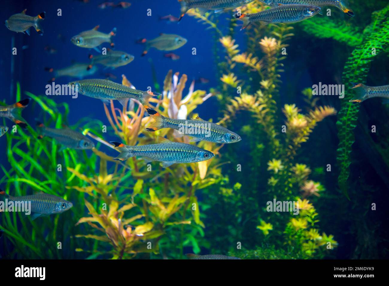 Fishes in aquarium Stock Photo