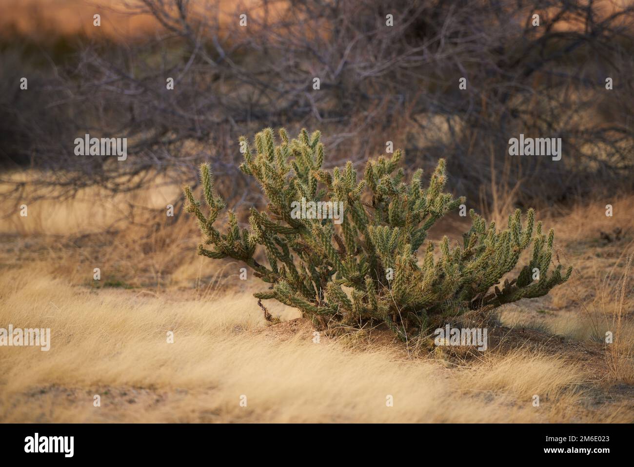 Ganders Cholla Cactus - Cylindropuntia ganderi. Ganders Cholla Cactus (Cylindropuntia ganderi) in the Anza-Borrego Desert in Southern California, USA. Stock Photo