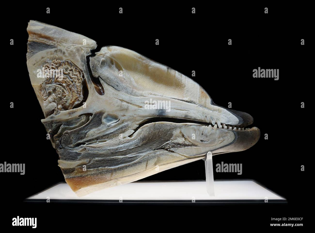 Sagittal plane.Cranial anatomy of the Tursiops