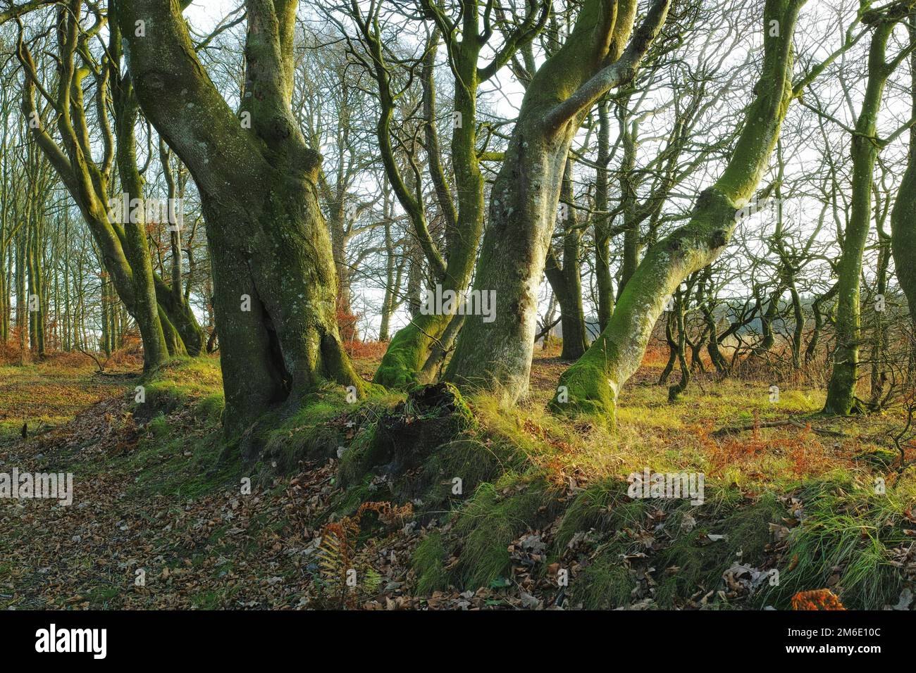 Lush forest in the spring. A very sharp and detailed photo of the ...