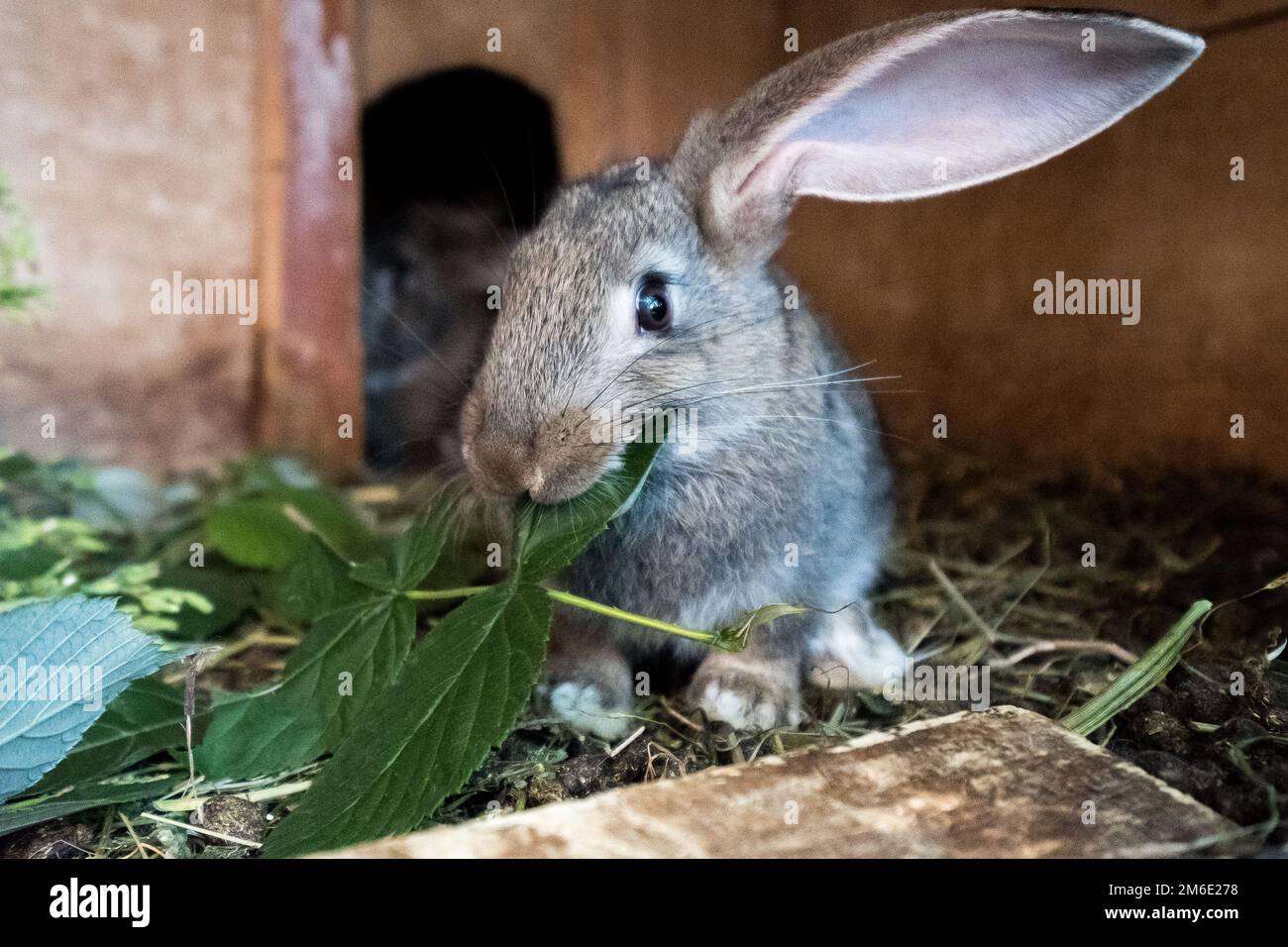 Gray domestic rabbit eats fresh grass in the cage. Stock Photo