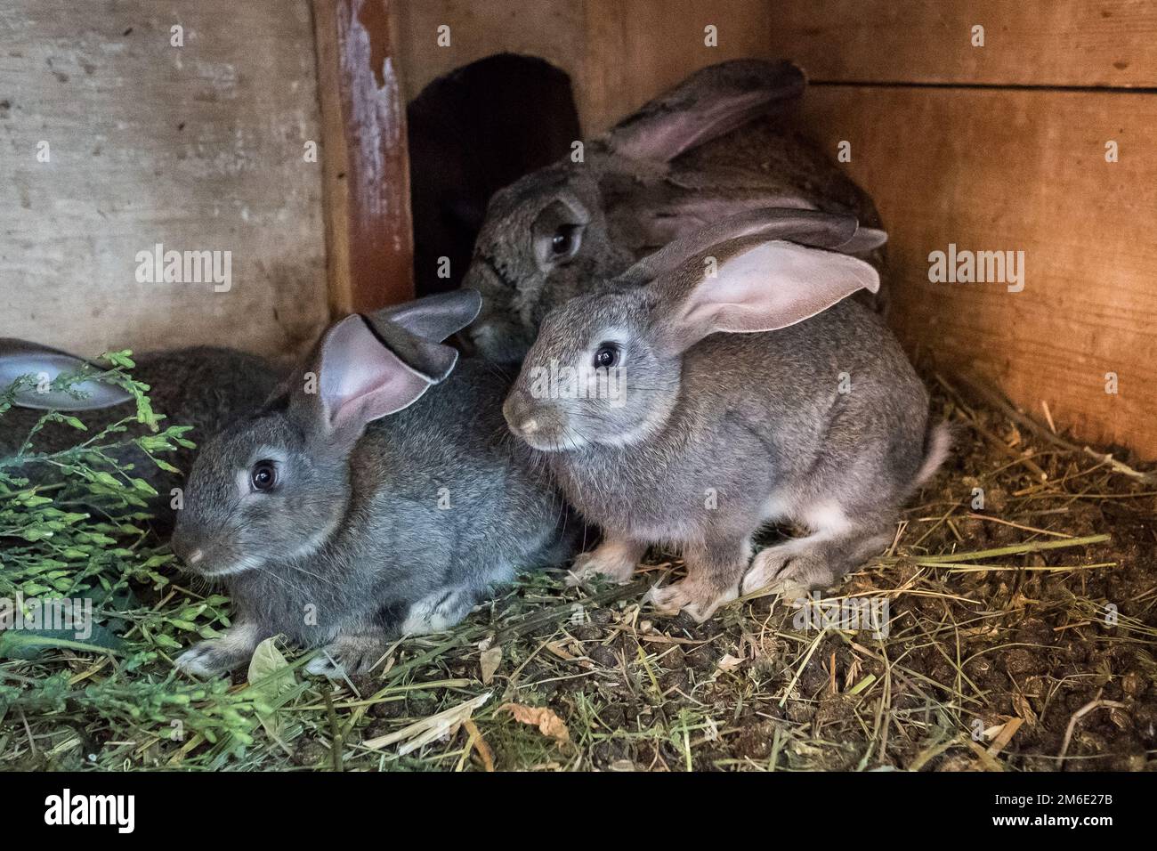 Little gray rabbits in a cage. Pets kept for slaughter Stock Photo Alamy