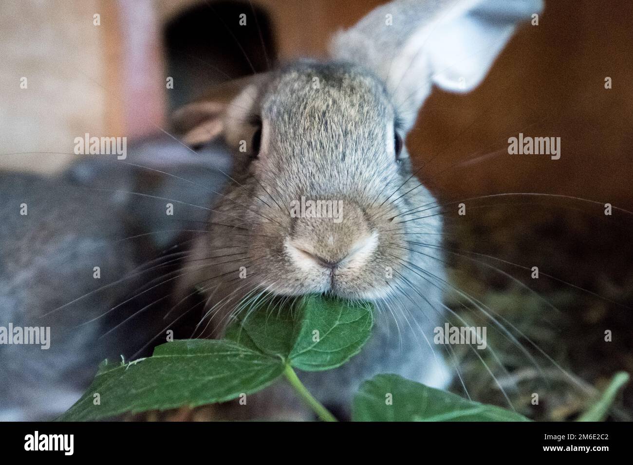 Gray domestic rabbit eats fresh grass in the cage. Stock Photo