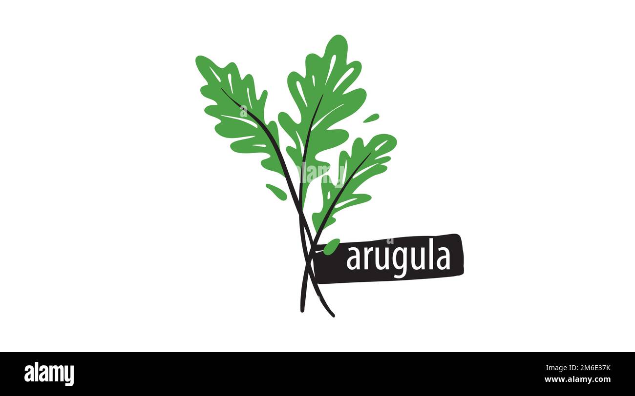 Drawn arugula isolated on a white background Stock Vector Image & Art ...