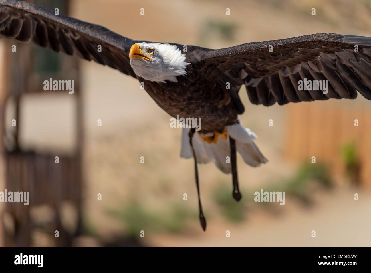 Bald eagle gliding front view during falconry exhibition Stock Photo