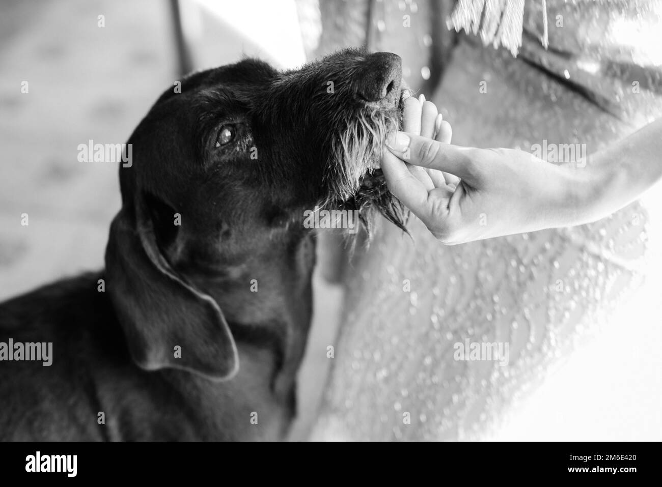 The Weimaraner, or Weimar Pointing Dog, is a hunting gun dog Stock
