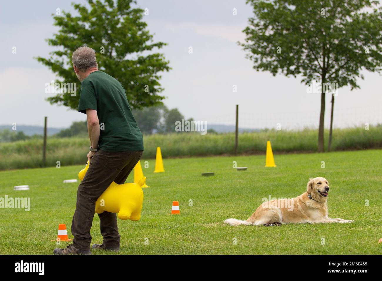 A Golden Retriever dog learn to concentrating of his task with many distraction possibilities at dog Stock Photo