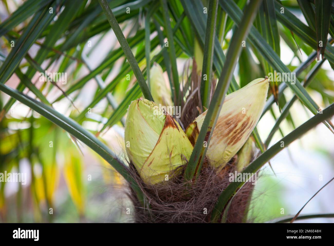 Closeup photo of a palm tree in the spring in Pomorie, Bulgaria Stock ...