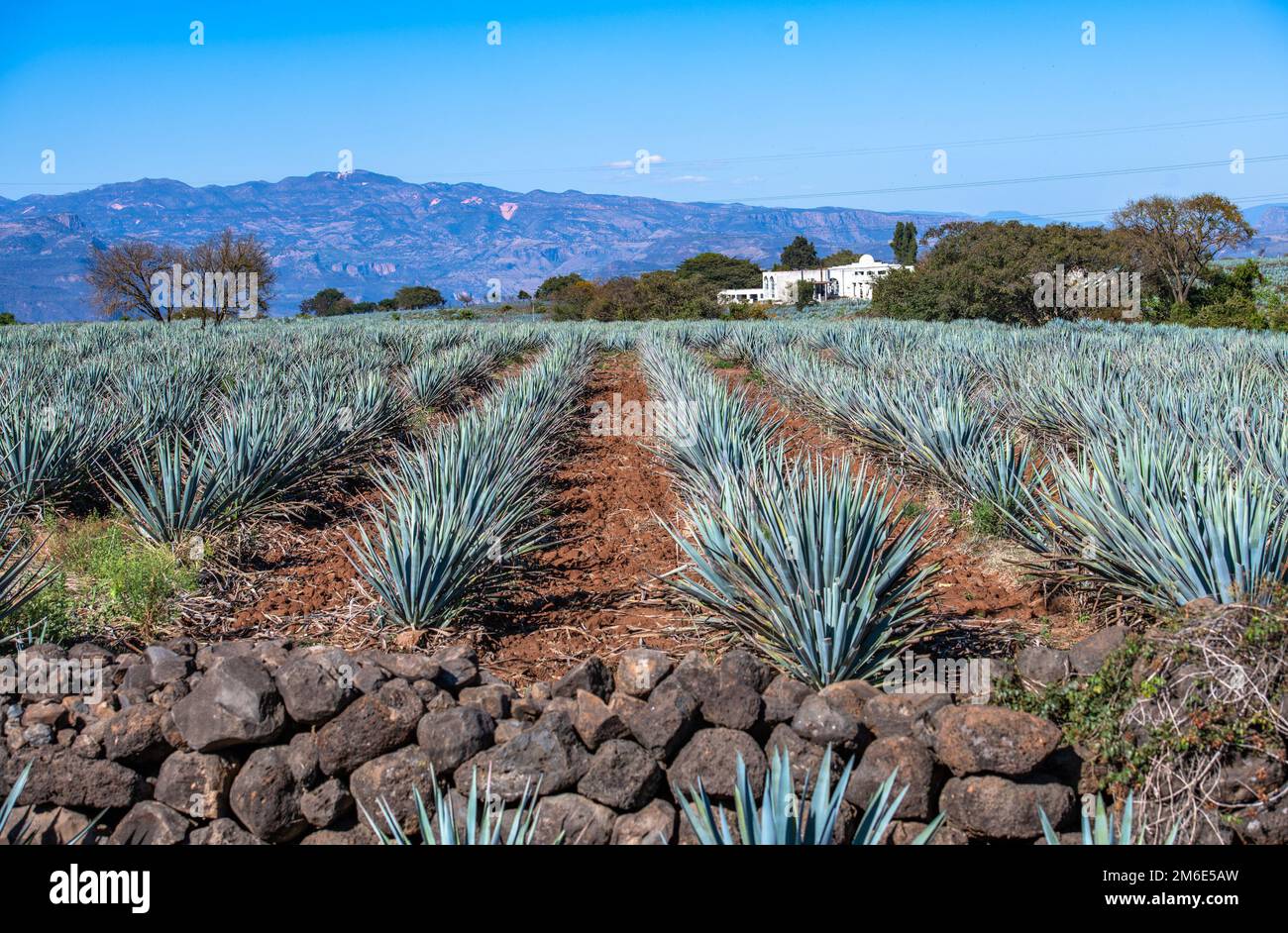 Blue Agave field in Tequila, Jalisco, Mexico Stock Photo Alamy