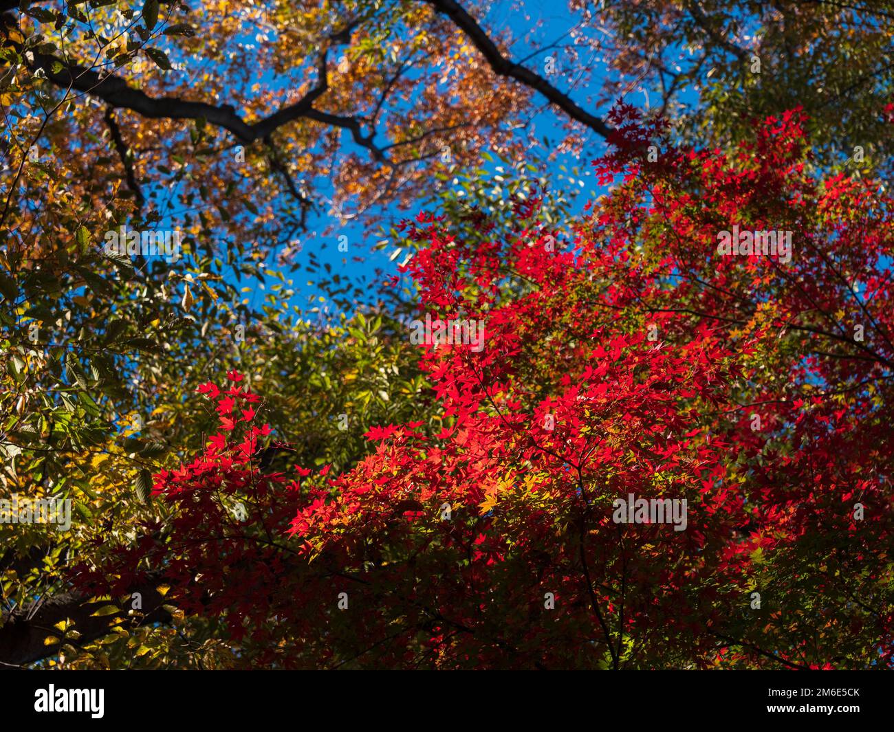 Leaves in the process of turning orange at the start of Autumn. Stock Photo
