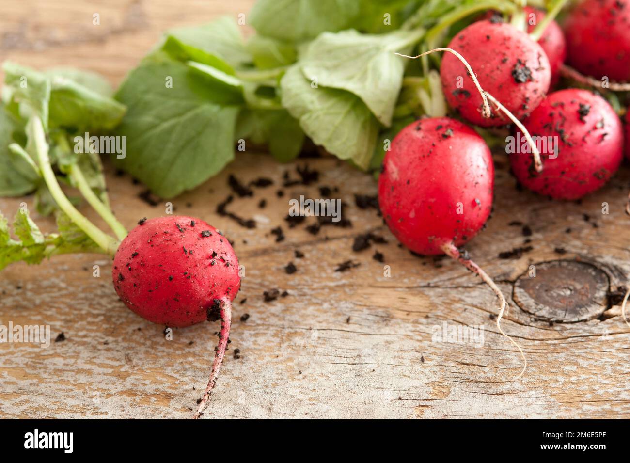 Bunch of farm fresh or homegrown radish Stock Photo