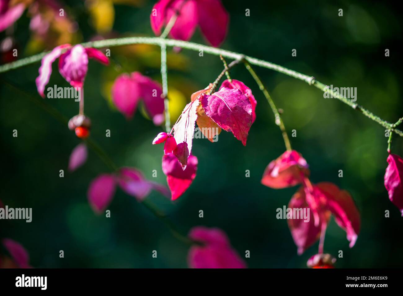 Beautiful background with a view of Euonymus verrucosus leaves reddened in autumn Stock Photo