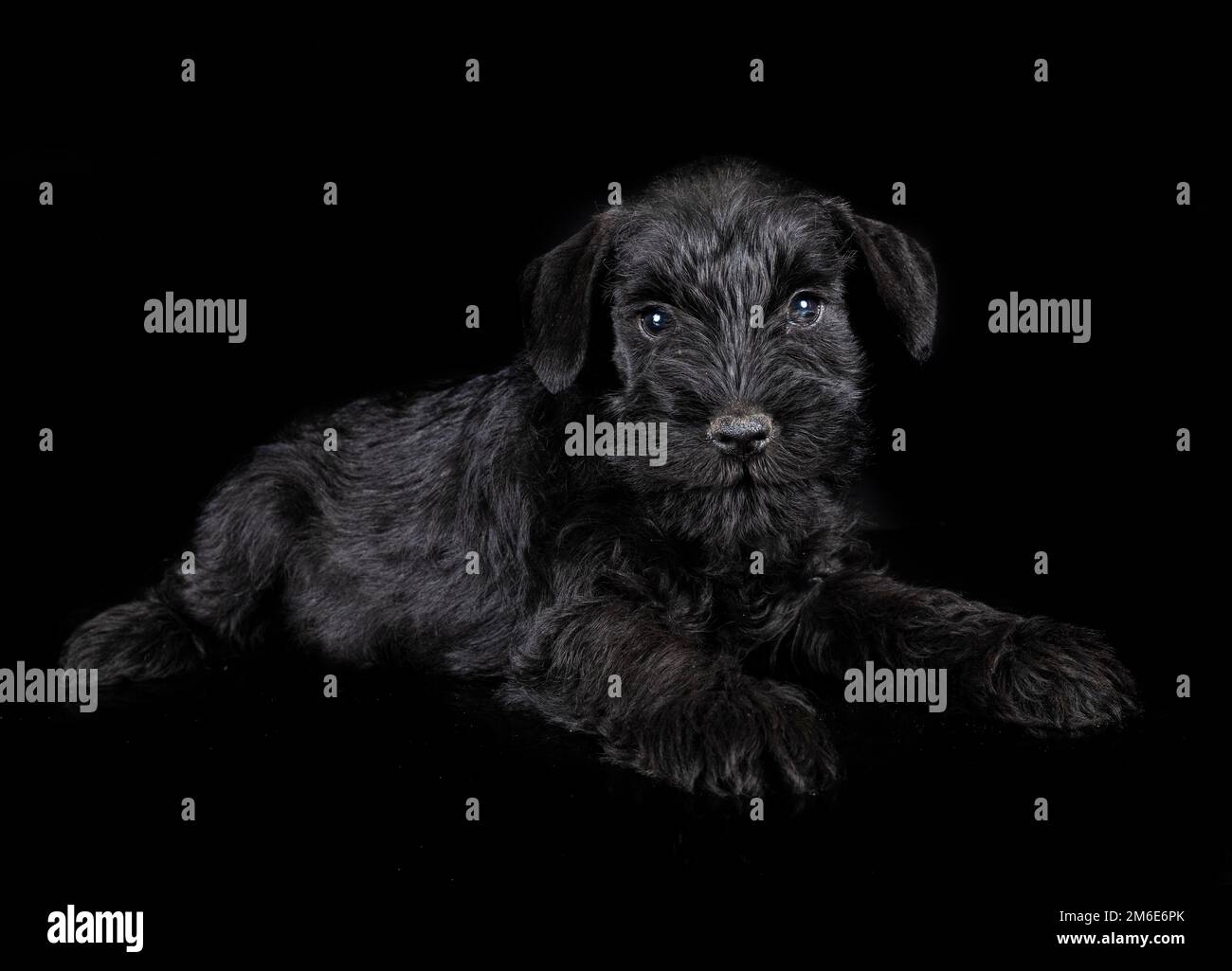 miniature schnauzer in front of black background Stock Photo - Alamy