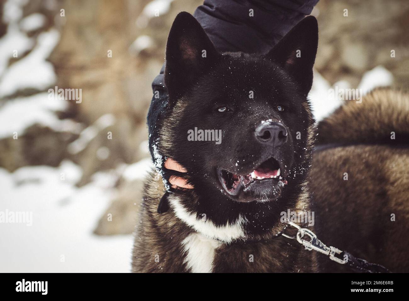 All black cheap malamute