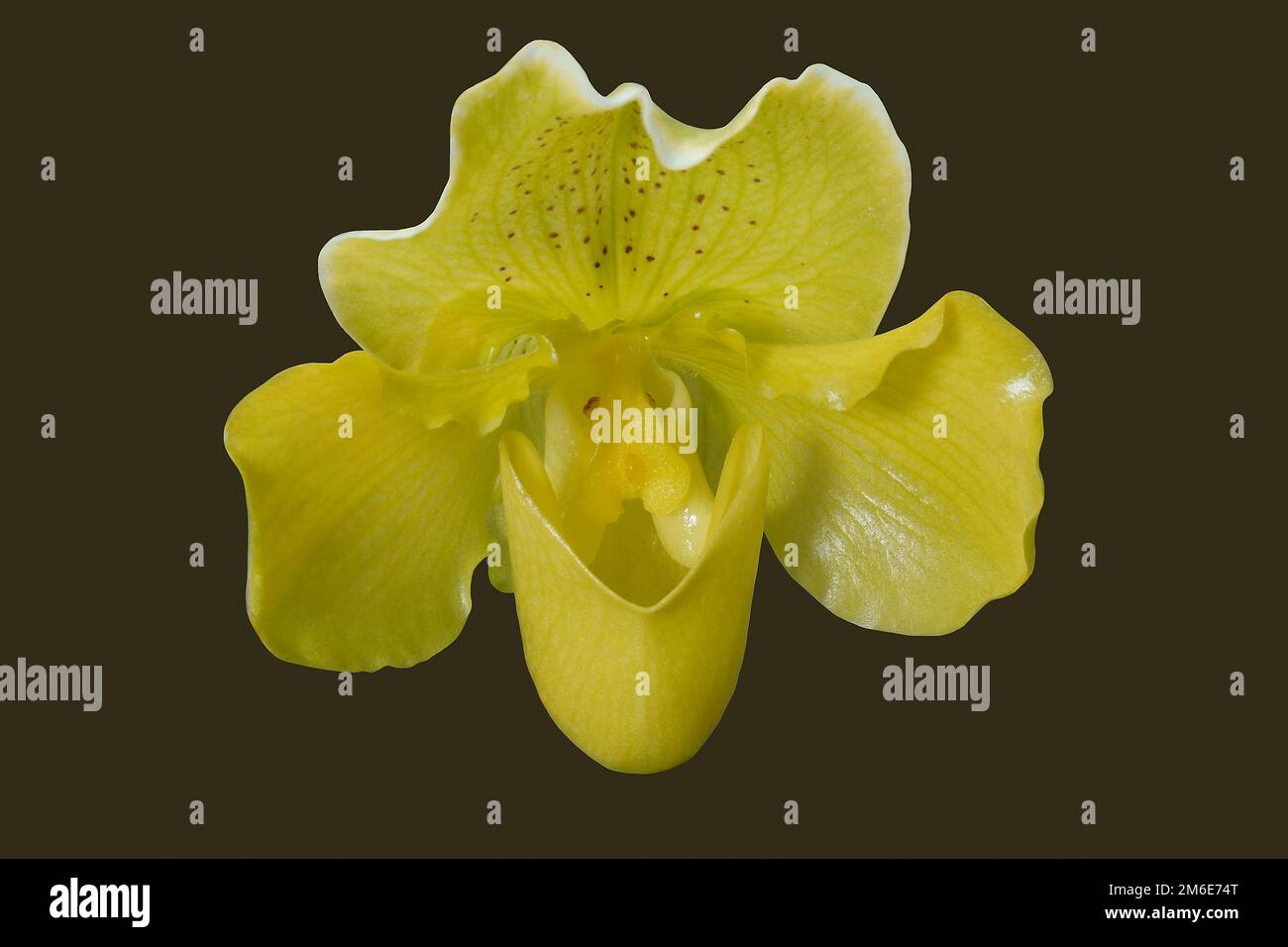 Venus Slipper (Paphiopedilum). Image of flower isolated on dark  background. Stock Photo