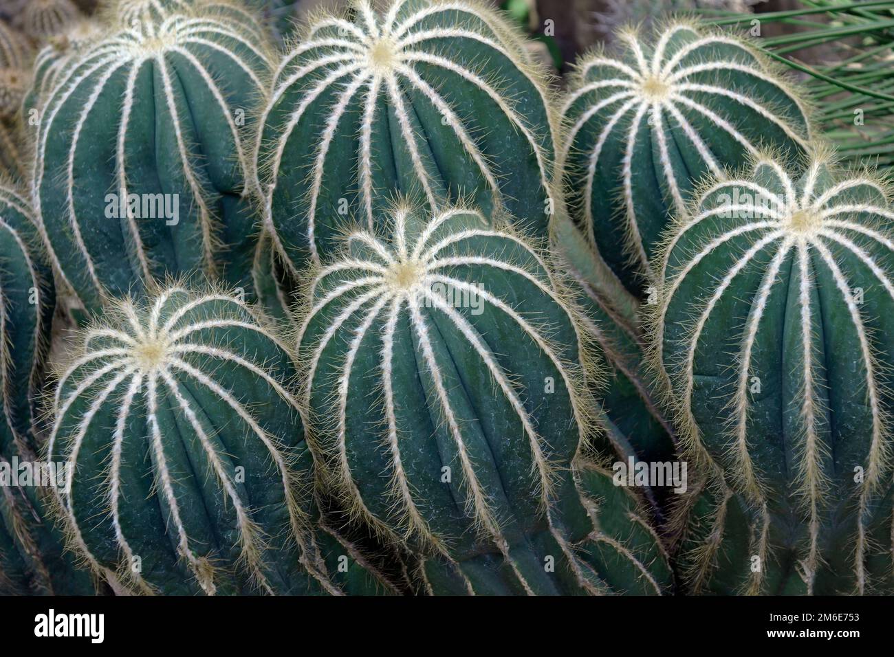 Close up image of Ball cactus (Parodia magnifica) Stock Photo