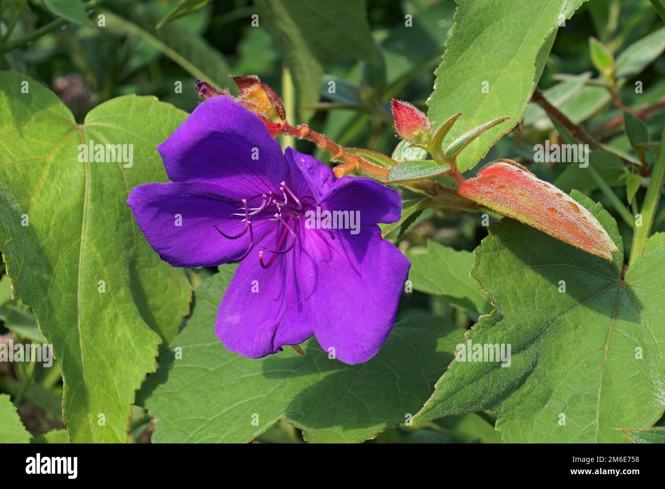Close up image of Glory bush flower (Tibouchina urvilleana) Stock Photo
