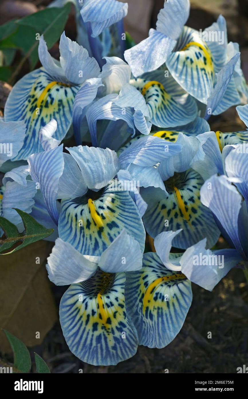 Close up image of Katharine Hodgkin Dwarf Iris flowers (Iris Katharine Hodgkin) Stock Photo