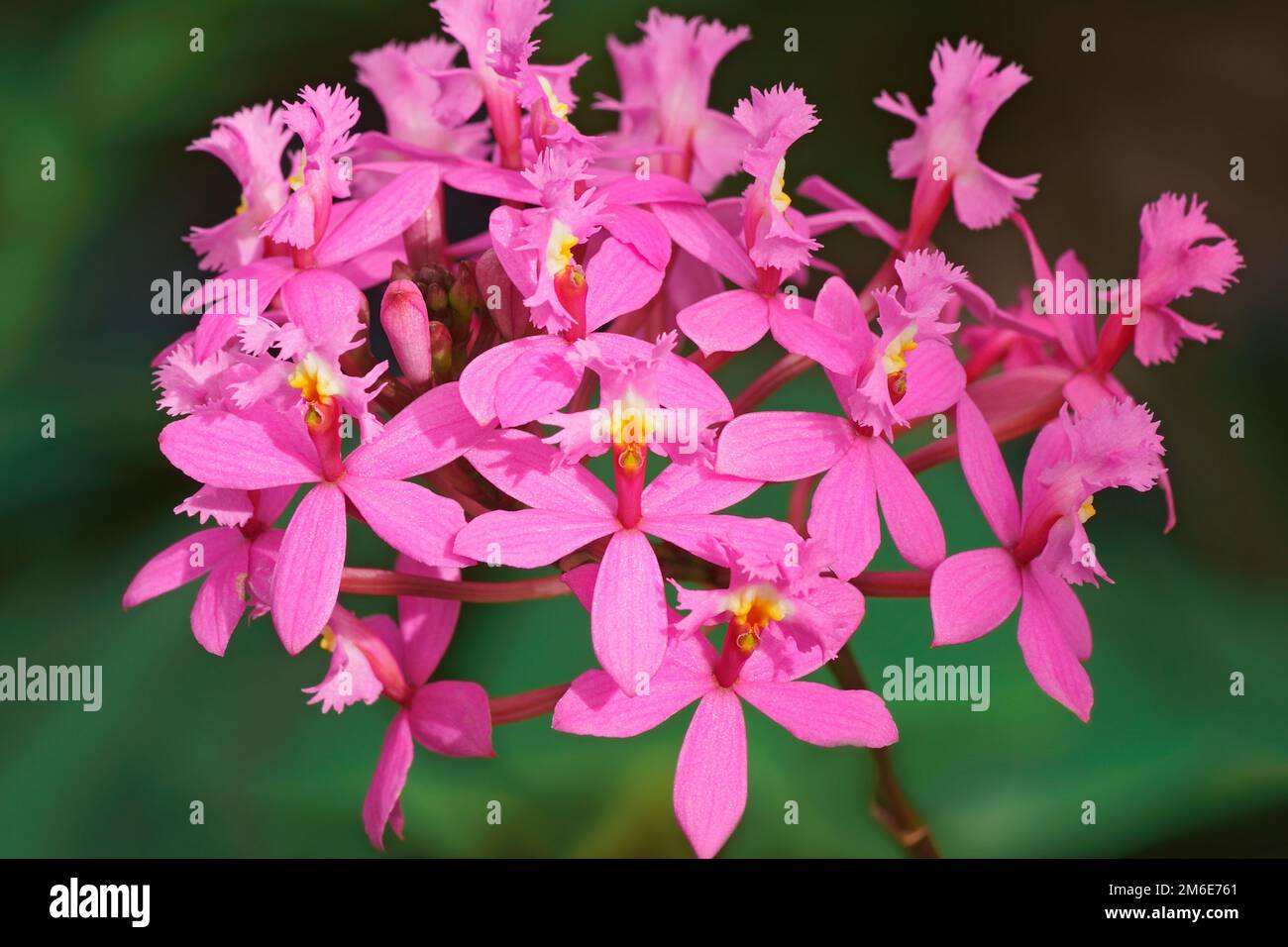 Close up image of Lopsided Sar orchid flowers (Epidendrum secundum) Stock Photo