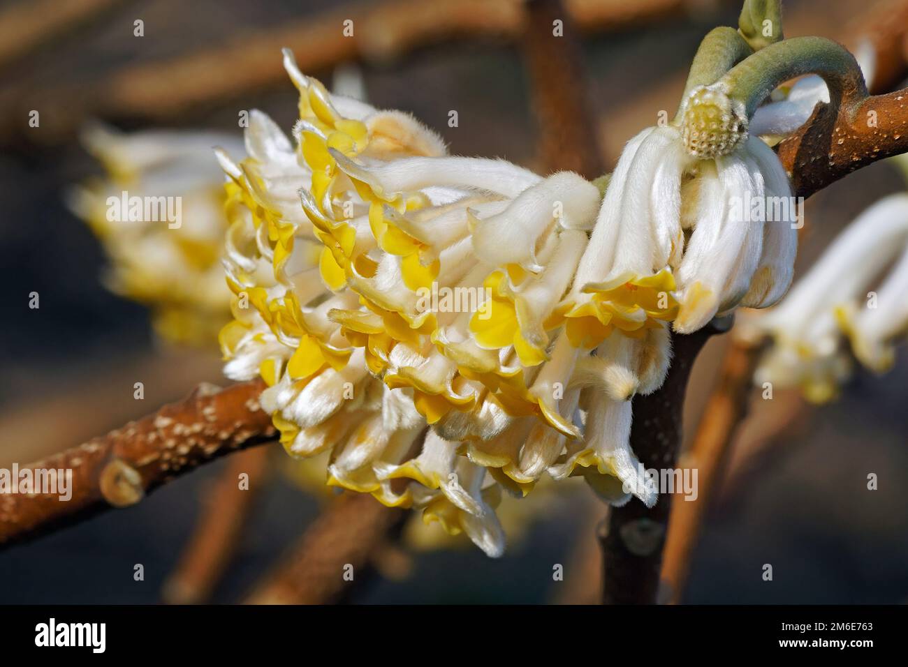 Close up image of Paperbush plant flowers (Edgeworthia chrysantha) Stock Photo