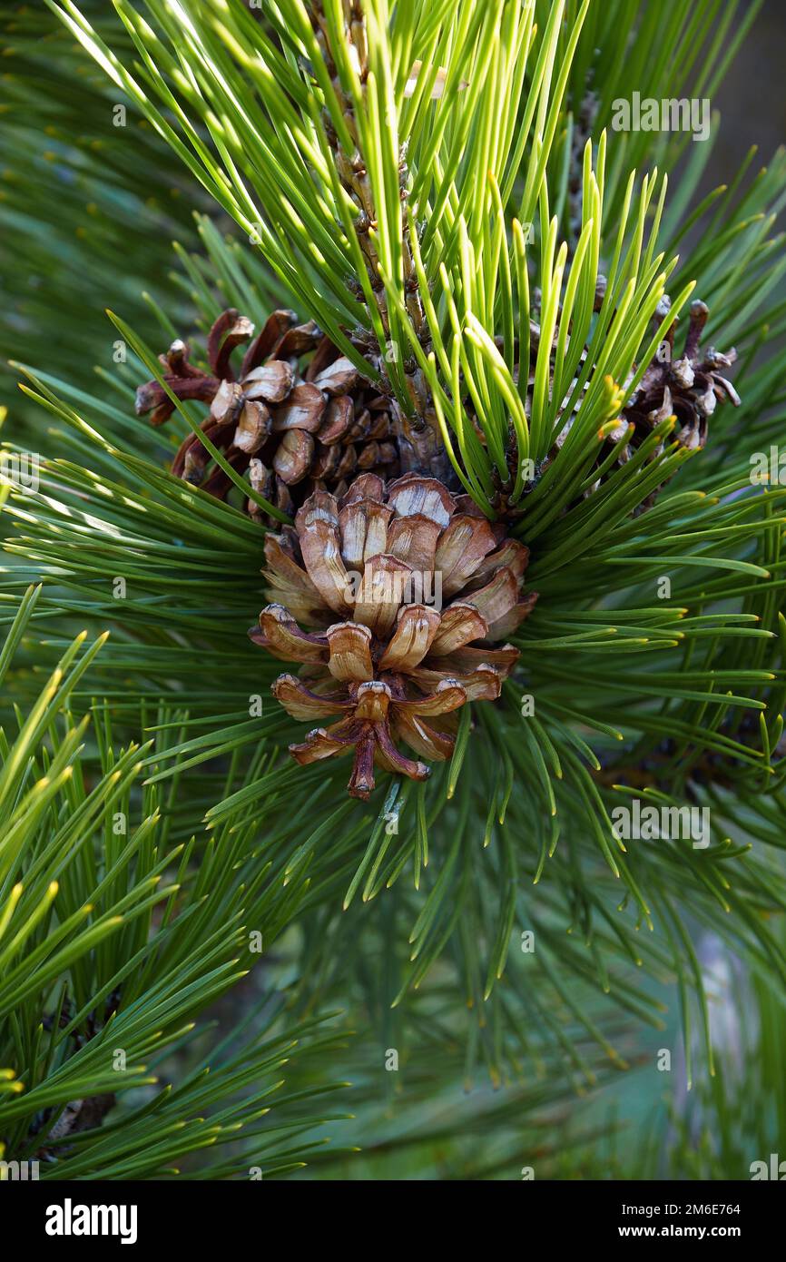 Close up image of Bosnian pine cones (Pinus heldreichii) Stock Photo