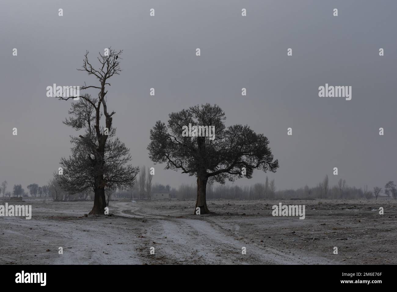 two trees in snowy day winter Stock Photo